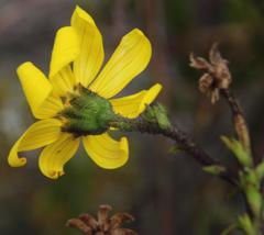 Osteospermum polygaloides polygaloides