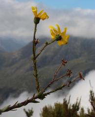 Osteospermum polygaloides polygaloides