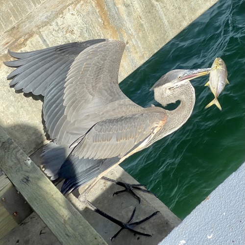 Great Blue Heron photographed in Alabama