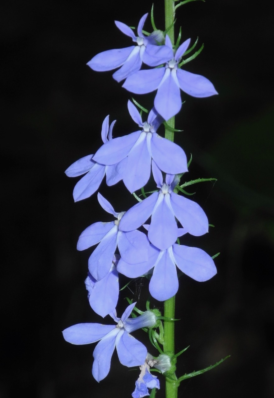 Lobelia amoena