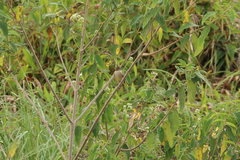 Empidonax albigularis