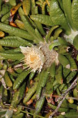 Oldenburgia paradoxa