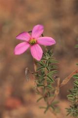 Oxalis hirta