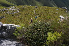 Oldenburgia paradoxa