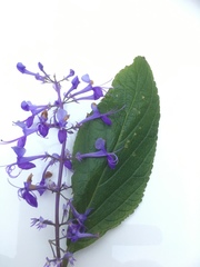 Plectranthus ecklonii
