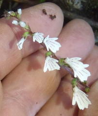 Holothrix orthoceras