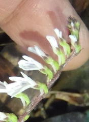 Holothrix orthoceras