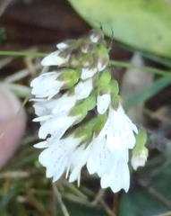 Holothrix orthoceras