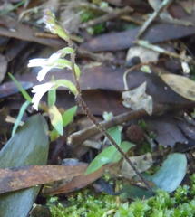 Holothrix orthoceras