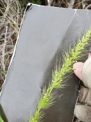 Setaria scheelei