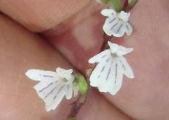 Holothrix orthoceras