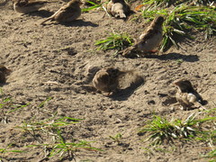 Passer domesticus