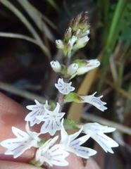 Holothrix orthoceras