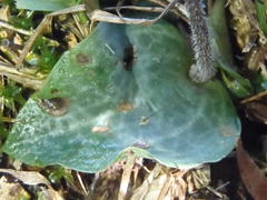 Holothrix orthoceras