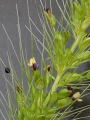 Setaria scheelei