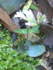 Holothrix orthoceras