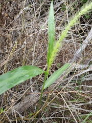 Setaria scheelei