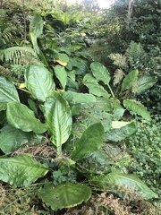 Lysichiton americanus