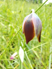 Calochortus purpureus