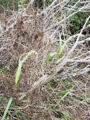 Setaria scheelei