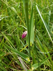 Calochortus purpureus