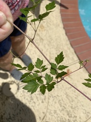 Nekemias arborea