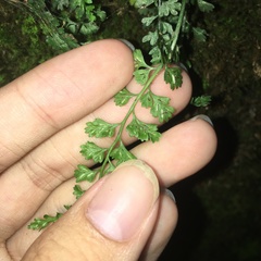 Asplenium tenuicaule