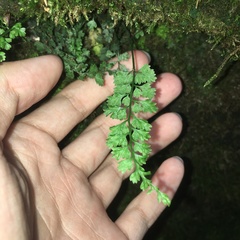 Asplenium tenuicaule