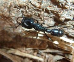 Plectroctena mandibularis