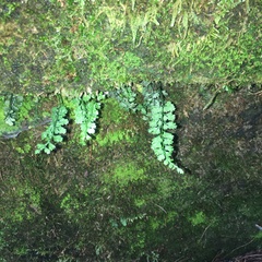 Asplenium tenuicaule