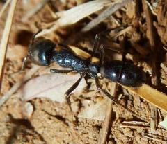 Plectroctena mandibularis