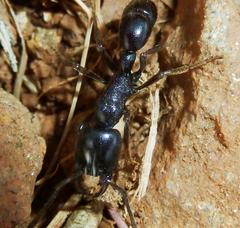 Plectroctena mandibularis