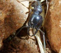 Plectroctena mandibularis