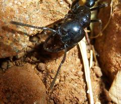 Plectroctena mandibularis