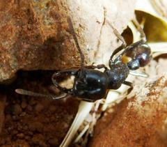 Plectroctena mandibularis