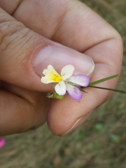 Viola × contempta
