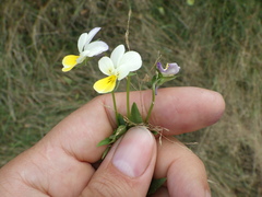 Viola × contempta