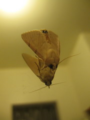 Litoprosopus coachella