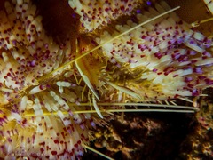 Allopontonia brockii