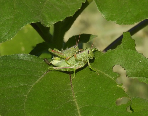 Showy Grasshopper photo 4