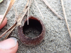 Peziza oceanica