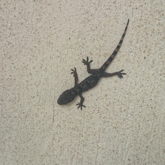 Hemidactylus platycephalus