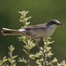 Eastern Orphean Warbler - Photo (c) Michael Sveikutis, some rights reserved (CC BY-ND)