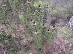 Protea lanceolata