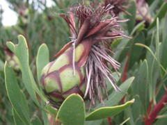 Protea lanceolata
