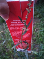 Atriplex patula