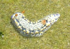 Hypselodoris rudmani