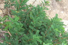 Caragana manshurica