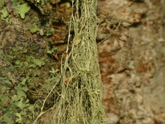 Ramalina thrausta