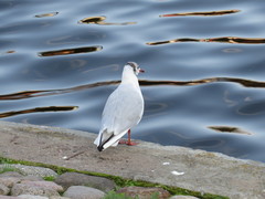 Chroicocephalus ridibundus